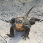 Wyspy Galapagos / Majka Szura