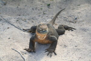 Wyspy Galapagos / Majka Szura