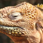 Wyspy Galapagos / Majka Szura