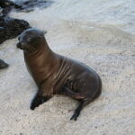 Wyspy Galapagos / Majka Szura