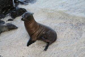 Wyspy Galapagos / Majka Szura