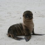 Wyspy Galapagos / Majka Szura