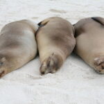 Wyspy Galapagos / Majka Szura