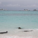 Wyspy Galapagos / Majka Szura