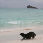 Wyspy Galapagos / Majka Szura