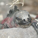 Wyspy Galapagos / Majka Szura