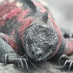 Wyspy Galapagos / Majka Szura