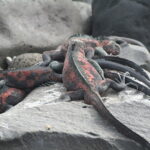 Wyspy Galapagos / Majka Szura