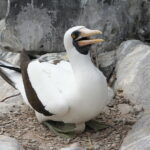 Wyspy Galapagos / Majka Szura