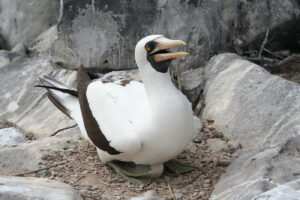 Wyspy Galapagos / Majka Szura