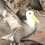 Wyspy Galapagos / Majka Szura