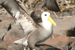 Wyspy Galapagos / Majka Szura