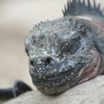 Wyspy Galapagos / Majka Szura