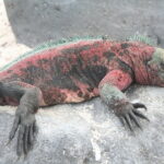 Wyspy Galapagos / Majka Szura