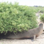 Wyspy Galapagos / Majka Szura