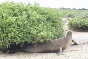 Wyspy Galapagos / Majka Szura