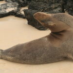 Wyspy Galapagos / Majka Szura