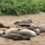 Wyspy Galapagos / Majka Szura