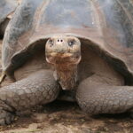 Wyspy Galapagos / Majka Szura