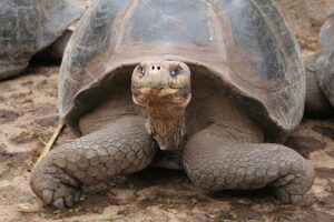 Wyspy Galapagos / Majka Szura