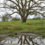 Wyspy Galapagos / Majka Szura