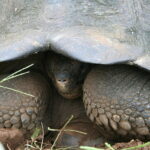 Wyspy Galapagos / Majka Szura