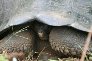 Wyspy Galapagos / Majka Szura