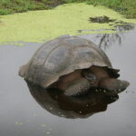 Wyspy Galapagos / Majka Szura