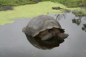 Wyspy Galapagos / Majka Szura