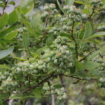 Zagroda Królów w Brześciu w gminie Bliżyn / Krzysztof Bujnowicz / Radio Kielce