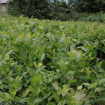 Zagroda Królów w Brześciu w gminie Bliżyn / Krzysztof Bujnowicz / Radio Kielce