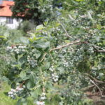 Zagroda Królów w Brześciu w gminie Bliżyn / Krzysztof Bujnowicz / Radio Kielce