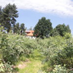 Zagroda Królów w Brześciu w gminie Bliżyn / Krzysztof Bujnowicz / Radio Kielce