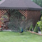 Plenerowy Raport Dnia - Gospodarstwa Agroturystyczne (26.06.2017) / Krzysztof Bujnowicz / Radio Kielce