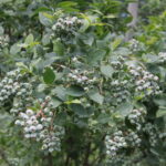 Zagroda Królów w Brześciu w gminie Bliżyn / Krzysztof Bujnowicz / Radio Kielce