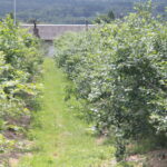 Zagroda Królów w Brześciu w gminie Bliżyn / Krzysztof Bujnowicz / Radio Kielce