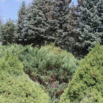 Zagroda Królów w Brześciu w gminie Bliżyn / Krzysztof Bujnowicz / Radio Kielce