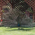 Plenerowy Raport Dnia - Gospodarstwa Agroturystyczne (26.06.2017) / Krzysztof Bujnowicz / Radio Kielce