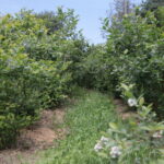 Zagroda Królów w Brześciu w gminie Bliżyn / Krzysztof Bujnowicz / Radio Kielce