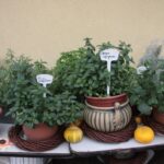 Plenerowy Raport Dnia - Gospodarstwa Agroturystyczne (26.06.2017) / Krzysztof Bujnowicz / Radio Kielce