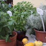 Plenerowy Raport Dnia - Gospodarstwa Agroturystyczne (26.06.2017) / Krzysztof Bujnowicz / Radio Kielce