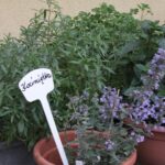 Plenerowy Raport Dnia - Gospodarstwa Agroturystyczne (26.06.2017) / Krzysztof Bujnowicz / Radio Kielce