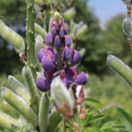 Zagroda Królów w Brześciu w gminie Bliżyn / Krzysztof Bujnowicz / Radio Kielce