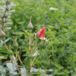 Zagroda Królów w Brześciu w gminie Bliżyn / Krzysztof Bujnowicz / Radio Kielce