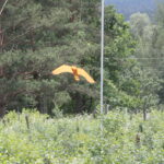 Zagroda Królów w Brześciu w gminie Bliżyn / Krzysztof Bujnowicz / Radio Kielce