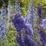 Zagroda Królów w Brześciu w gminie Bliżyn / Krzysztof Bujnowicz / Radio Kielce