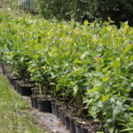 Zagroda Królów w Brześciu w gminie Bliżyn / Krzysztof Bujnowicz / Radio Kielce