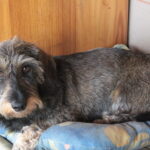 Plenerowy Raport Dnia. Małaszyński Zakątek (29.06.2017) / Krzysztof Bujnowicz / Radio Kielce