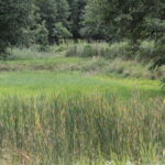 Plenerowy Raport Dnia. Małaszyński Zakątek (29.06.2017) / Krzysztof Bujnowicz / Radio Kielce