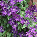 Plenerowy Raport Dnia. Małaszyński Zakątek (29.06.2017) / Krzysztof Bujnowicz / Radio Kielce